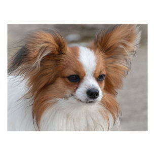 Foto Papillon Dog