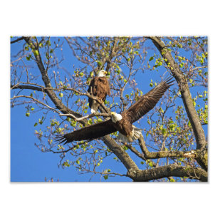 Foto Par Bald Eagle