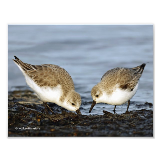 Foto Par Bonito de Sanderlings Sandpipers Compartilha R (Frente)