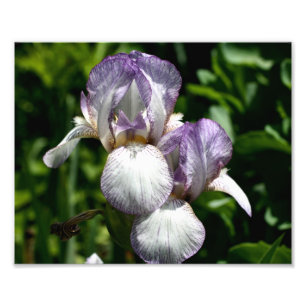 Foto Par Da Flor Íris Com Mancas Púrpuras E Brancas 8x1