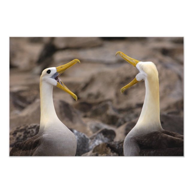 Foto Par de albatroz ondulado Phoebastria irrorata) (Frente)