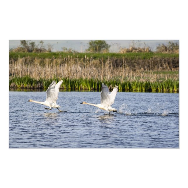 Foto Par de cisnes da tundra decolando para (Frente)