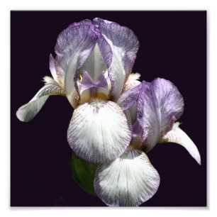 Foto Par De Flor Íris De Barba Branca E Roxo 8x8