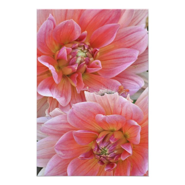 Foto Par de flores de Dahlia, Dahlia spp. , (Frente)