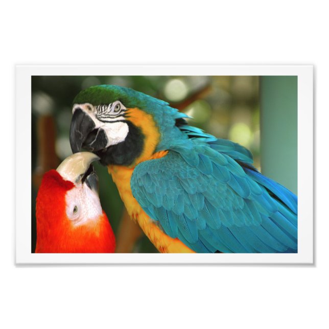 Foto Par de Macaws Kissing (Frente)