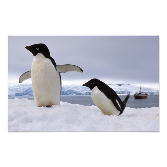 Foto Par de pinguins Adelie Antártida (Frente)