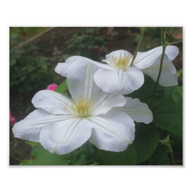 Foto Par Flor Branco Clematis 8x10 (Frente)