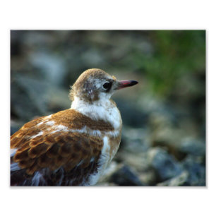 Foto para aves/Jovem Gaivota/Presente para pássaro