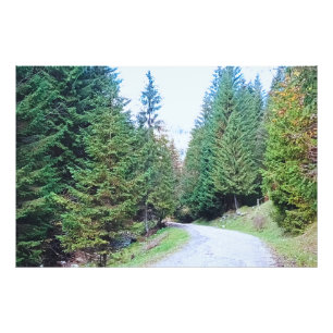 Foto Para o Coração da Floresta - Natureza Selvagem Rom