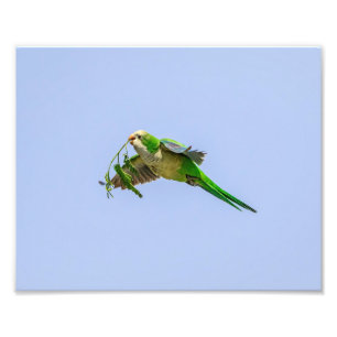 Foto Parakeet da monge 10x8 no vale do Rio Grande