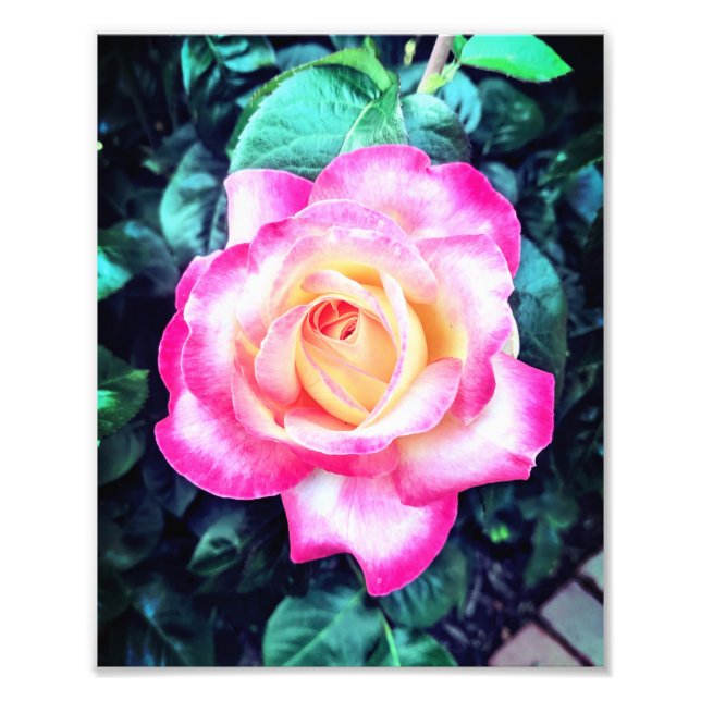 Foto Pare e cheire os Rosas (Frente)