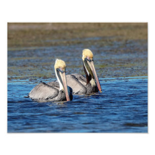 Foto pares 14x11 de pelicanos
