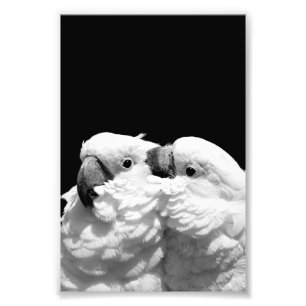 Foto Pares de cockatoos do guarda-chuva