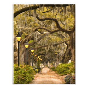 Foto Parque de Forsyth - foto, savana, Geórgia (GA) EU