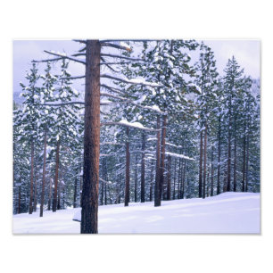 Foto PARQUE ESTADUAL DO LAGO TAHOE, NEVADA. EUA. Neve f
