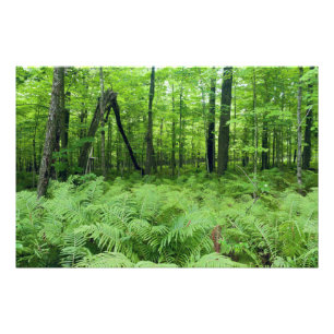 Foto Parque Estadual Jay Cooke - Samambaias e Floresta