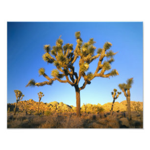 Foto Parque Nacional da Árvore de Josué, Califórnia. EU
