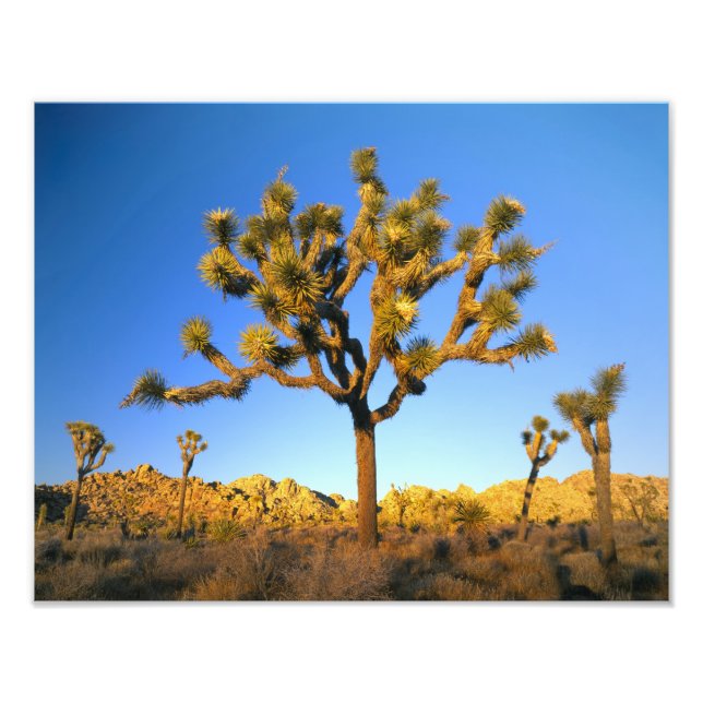 Foto Parque Nacional da Árvore de Josué, Califórnia. EU (Frente)