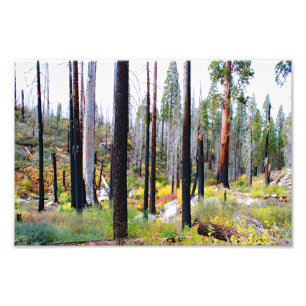 Foto Parque Nacional do Kings Canyon