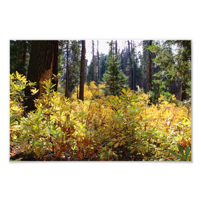 Foto Parque Nacional do Kings Canyon (Frente)