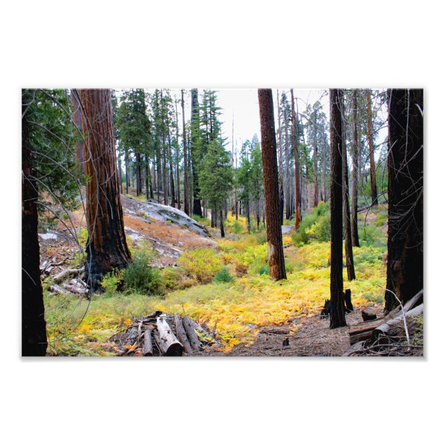Foto Parque Nacional do Kings Canyon (Frente)