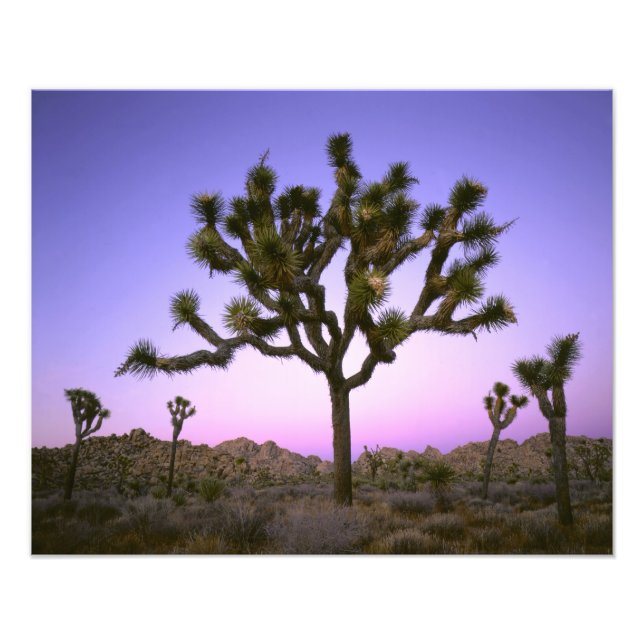 FOTO PARQUE NACIONAL JOSHUA TREE, CALIFÓRNIA. EUA. (Frente)