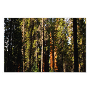 Foto Parque Nacional Sequoia