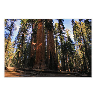 Foto Parque Nacional Sequoia