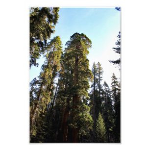 Foto Parque Nacional Sequoia