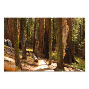 Foto Parque Nacional Sequoia