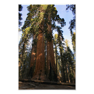 Foto Parque Nacional Sequoia