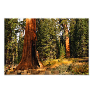 Foto Parque Nacional Sequoia