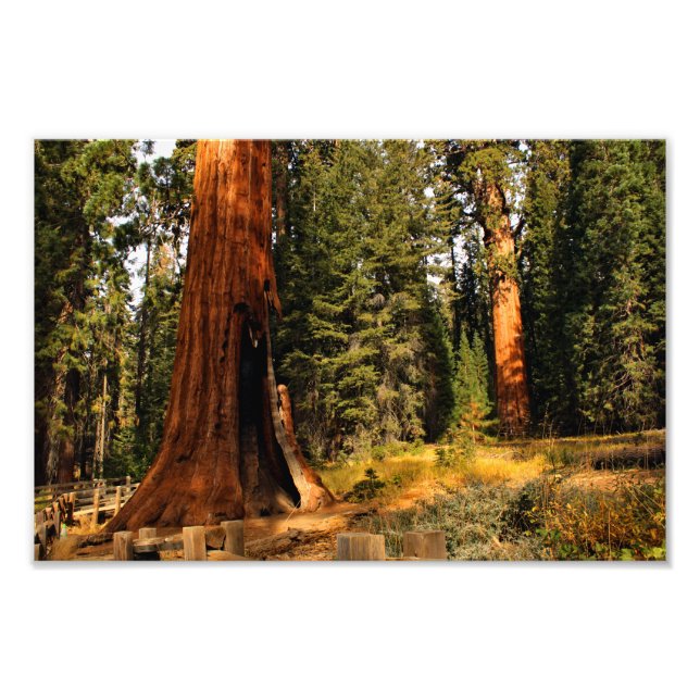 Foto Parque Nacional Sequoia (Frente)