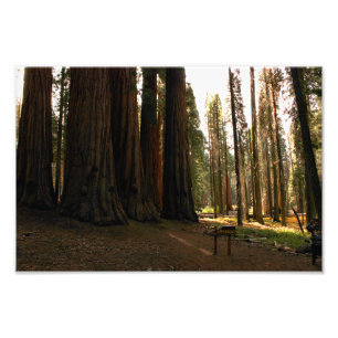 Foto Parque Nacional Sequoia