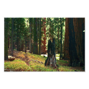 Foto Parque Nacional Sequoia