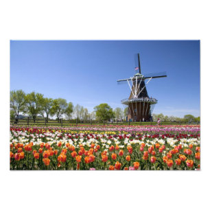 Foto parque Windmill Island com tulipas em flor em