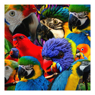 FOTO PARROGAS