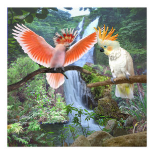 FOTO PARTES DE COCKATOO NO PARAÍSO