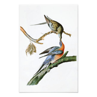 Foto Passageiro Pombo John Audubon Birds da América