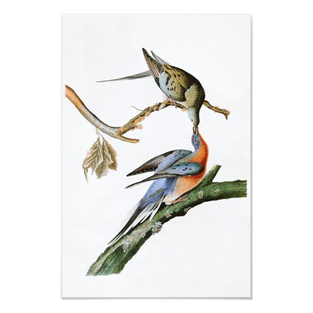 Foto Passageiro Pombo John Audubon Birds da América (Frente)