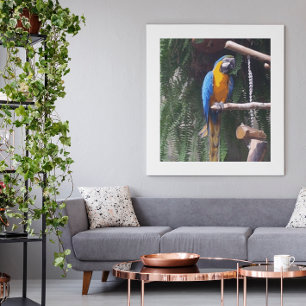Foto Pássaro azul e Dourado do Macaw