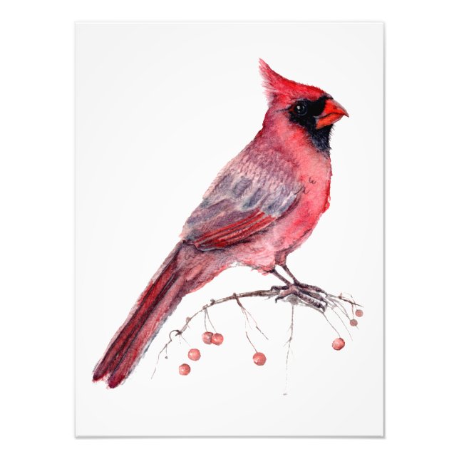 Foto Pássaro Cardinal Vermelho (Frente)