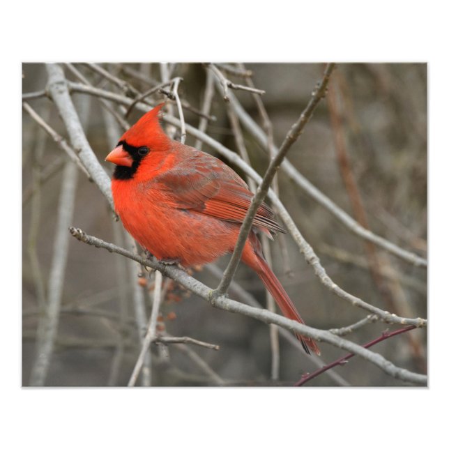Foto Pássaro Cardinal Vermelho (Frente)