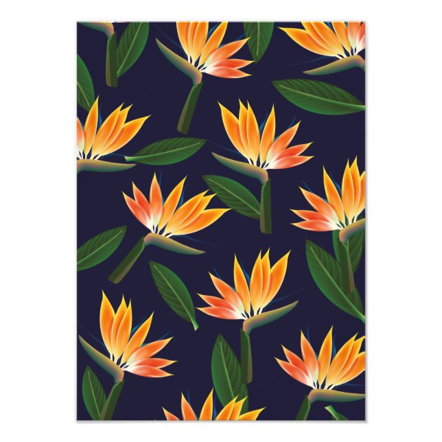 Foto Pássaro da flor do paraíso (Frente)