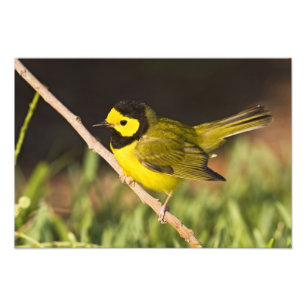 Foto Pássaro-de-capuz (Wilsonia citrina)