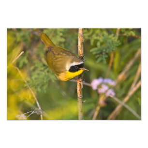 Foto Pássaro-de-garganta-amarela-comum (Geothlypis tric