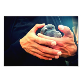 Foto Pássaro Ferido