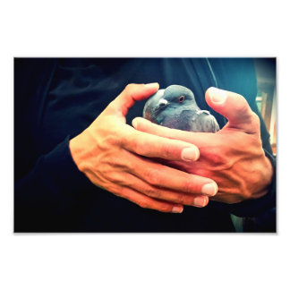 Foto Pássaro Ferido