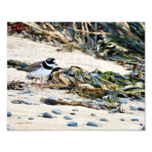Foto Pássaro islandês: Plover