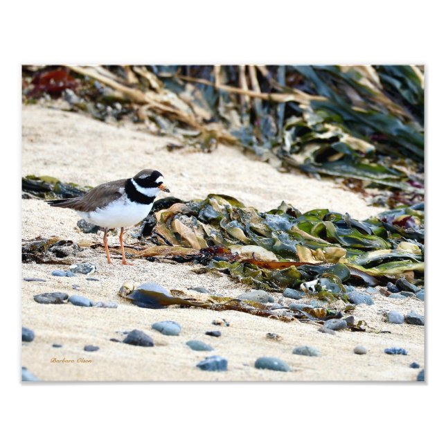 Foto Pássaro islandês: Plover (Frente)